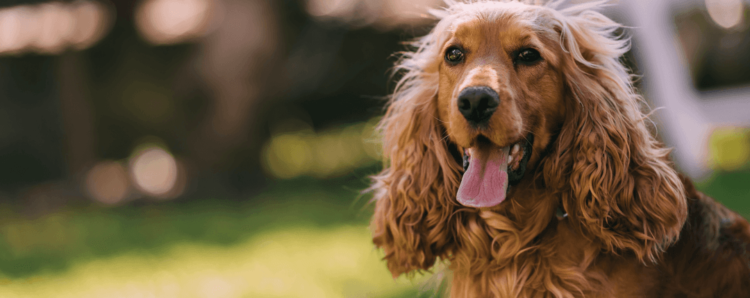 Cane Reico Vital nutrito con cibo naturale